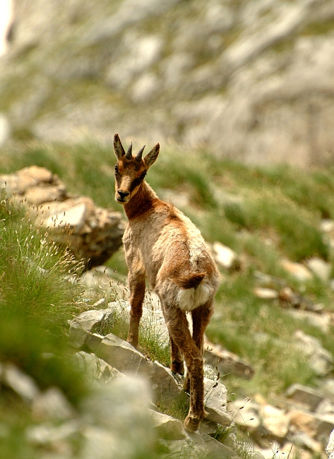 Camoscio d''Abruzzo Rupicapra pyrenaica ornata